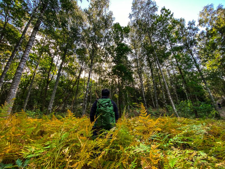 Man with green backpack hiking in a lush, autumn Swedish forest during daylight.